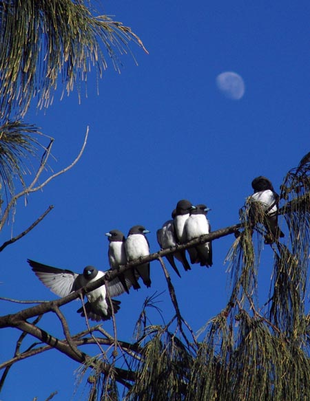 Birds in a tree, Fraser Island, Australia